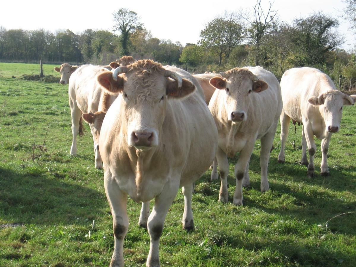 Вилла La Ferme De Montigny Asnieres-en-Bessin Экстерьер фото